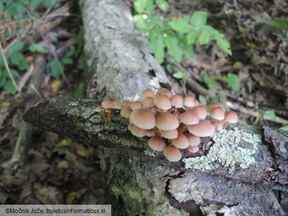 Mycena renati