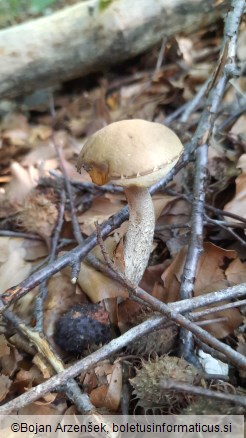 Leccinum carpini