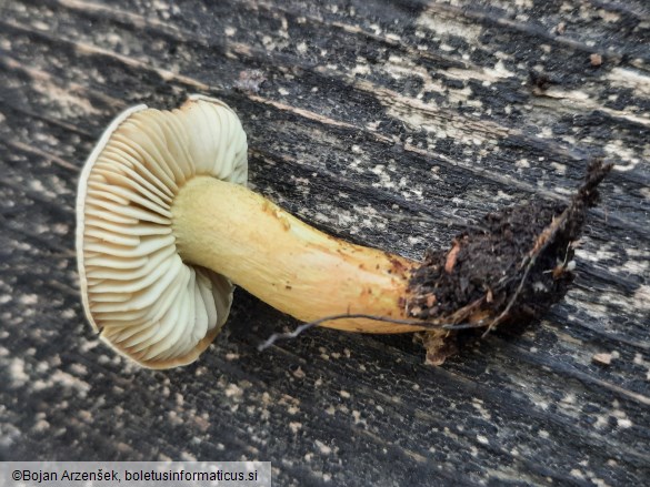 Tricholoma bufonium