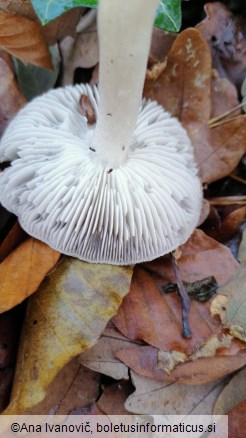 Tricholoma terreum