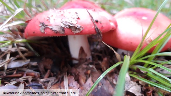 Russula rosea