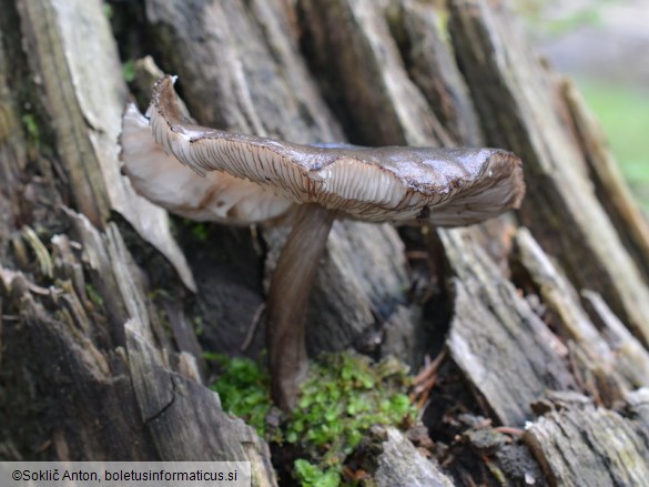 Pluteus atromarginatus