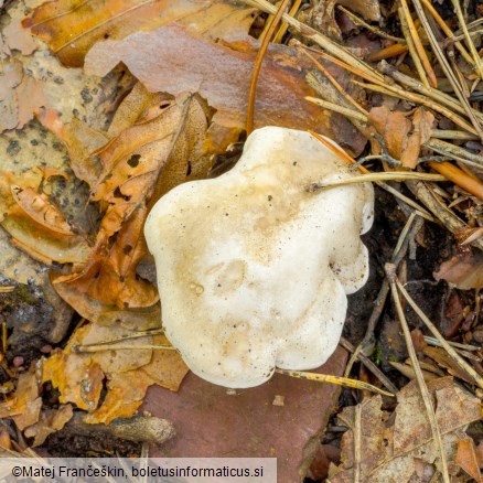 Clitopilus prunulus