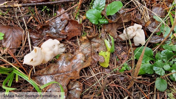 Helvella crispa