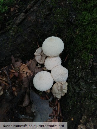 Lycoperdon perlatum