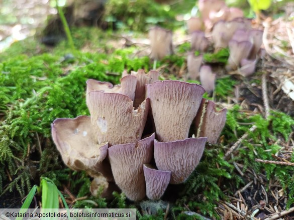 Gomphus clavatus