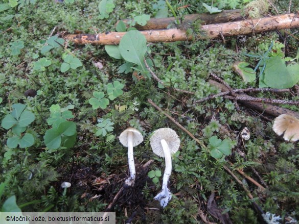 Inocybe rimosa