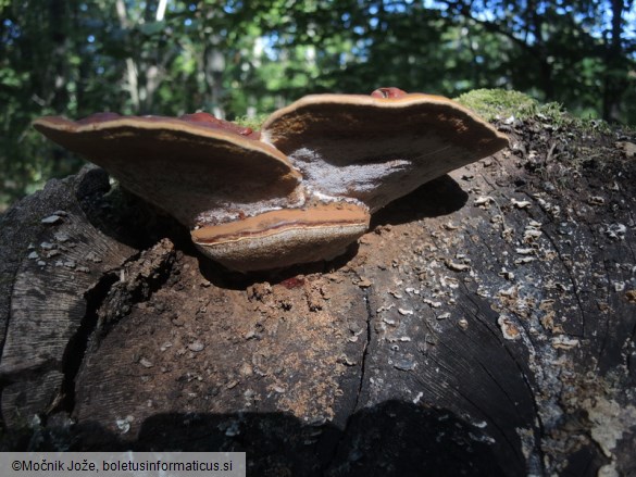 Ganoderma pfeifferi