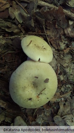 Russula violeipes