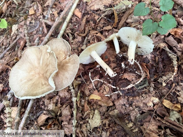 Megacollybia platyphylla