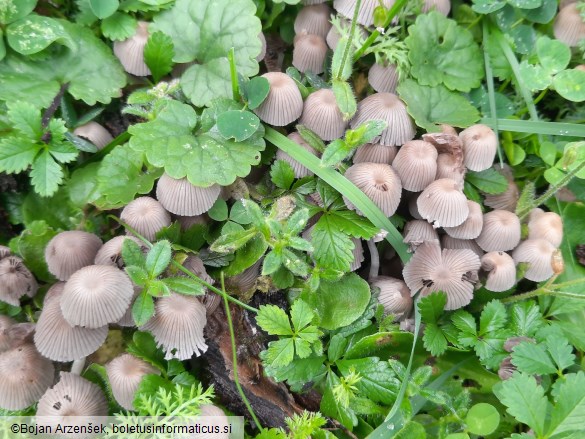 Coprinellus disseminatus