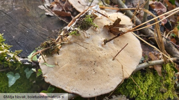 Trametes gibbosa