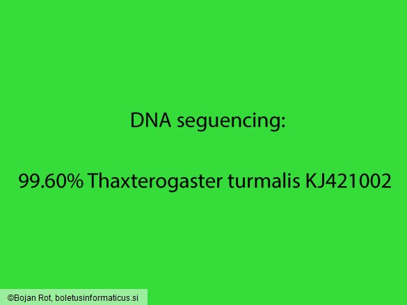 Thaxterogaster turmalis