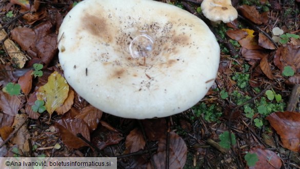 Lactarius vellereus