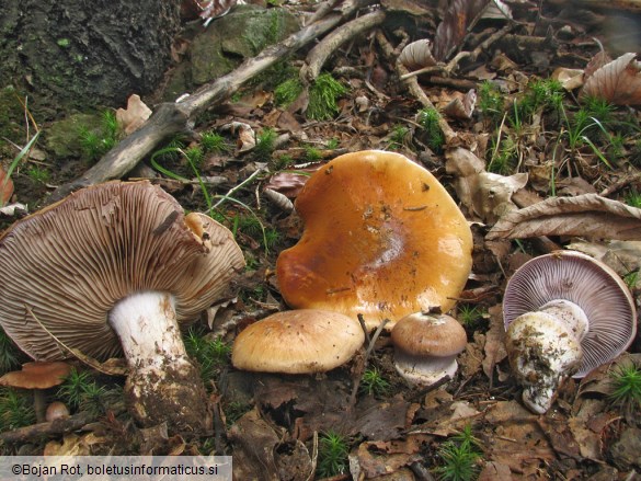 Cortinarius glaucopus var. glaucopus