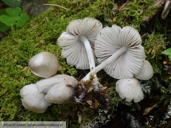 Mycena niveipes