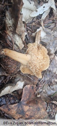 Hydnum umbilicatum