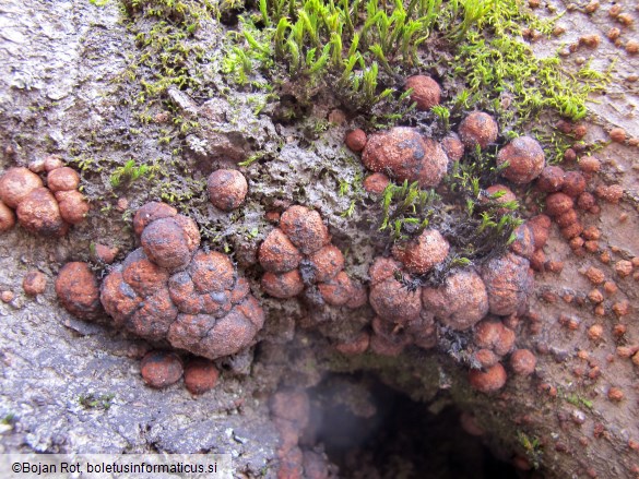 Hypoxylon fragiforme