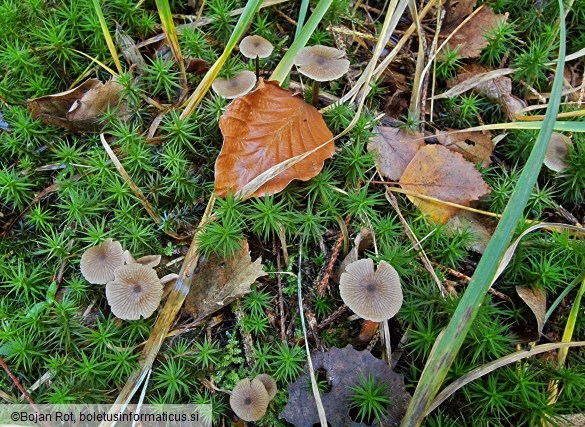 Entoloma juncinum