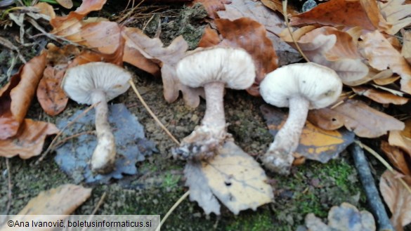 Tricholoma terreum