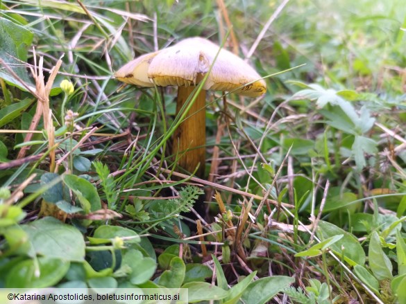 Hygrocybe conica