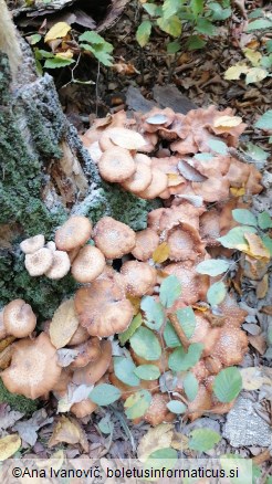 Armillaria ostoyae