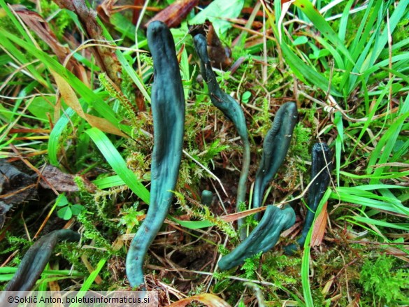 Microglossum olivaceum