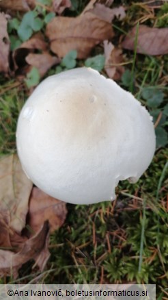 Agaricus campestris