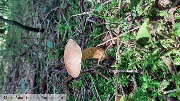 Tylopilus felleus