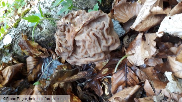 Gyromitra ticiniana