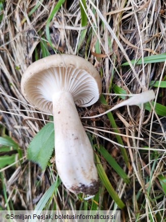 Hygrophorus agathosmus
