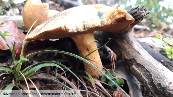 Suillus variegatus