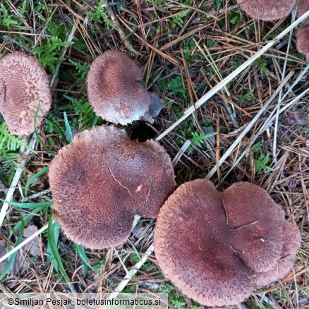 Tricholoma vaccinum