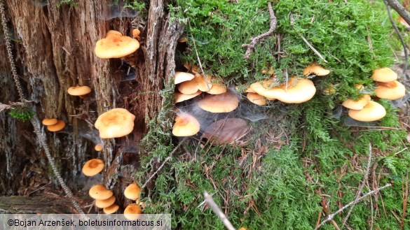 Hygrophoropsis aurantiaca