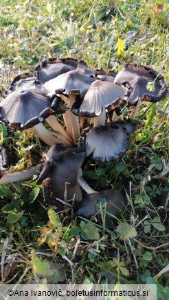 Coprinopsis atramentaria