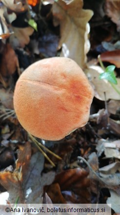 Leccinum quercinum