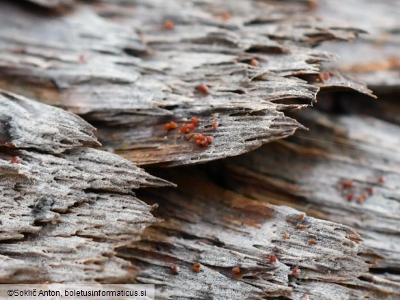 Cosmospora coccinea