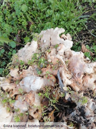 Laetiporus sulphureus