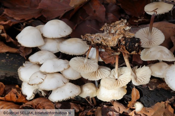 Marasmius wynneae