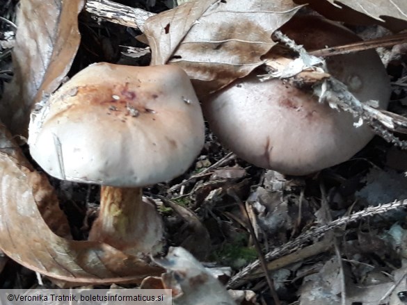 Cortinarius odorifer