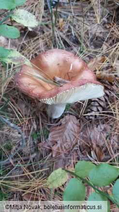 Russula paludosa