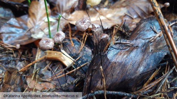 Marasmius androsaceus