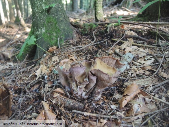 Gomphus clavatus