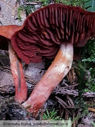 Cortinarius sanguineus