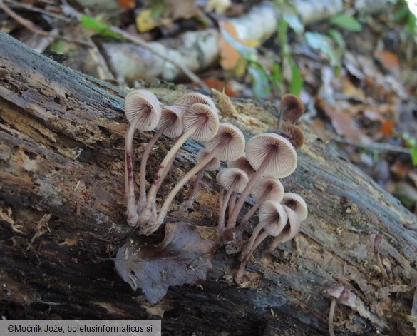 Mycena haematopus