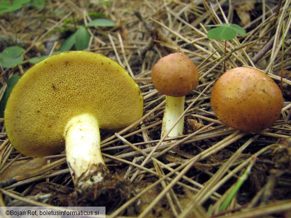 Suillus granulatus