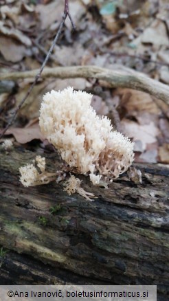 Artomyces pyxidatus