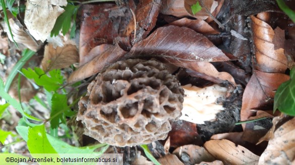 Morchella vulgaris