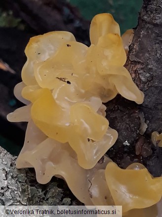 Tremella mesenterica