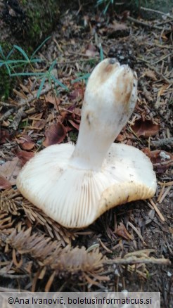 Russula grata